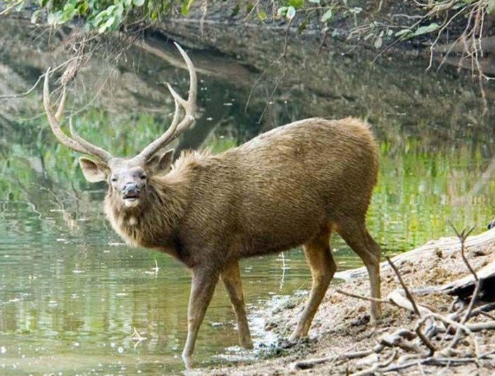 Palkot Wildlife Sanctuary, Gumla, Jharkhand - Vushii.com Palkot Wildlife Sanctuary, Gumla, Jharkhand - Vushii.com